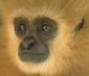 Gibbon